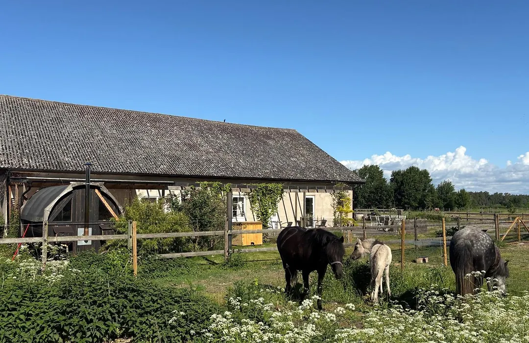 Ölands Yoga Studio&Islandshästar, Stugor&Rum-1